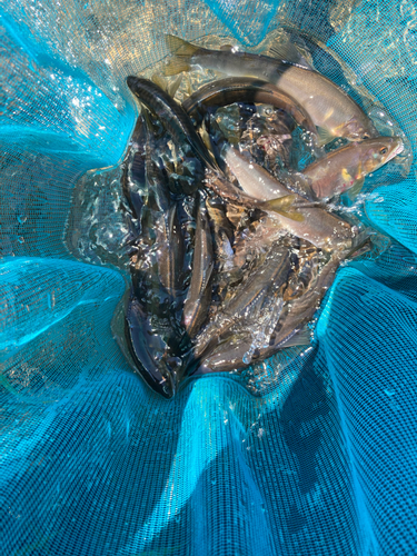 アユの釣果