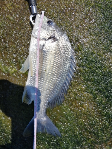 キチヌの釣果