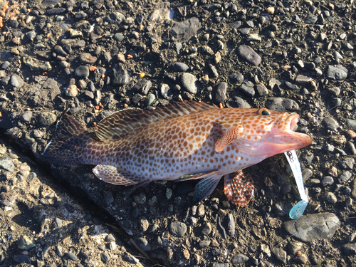 オオモンハタの釣果