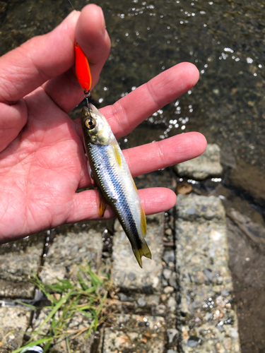 カワムツの釣果