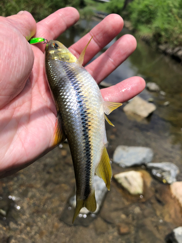 カワムツの釣果