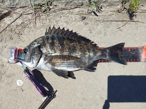 クロダイの釣果