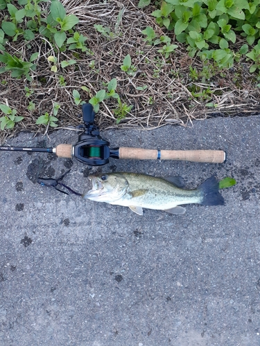 ブラックバスの釣果