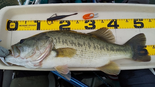 ブラックバスの釣果