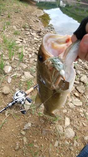 ブラックバスの釣果