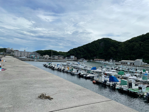 タコの釣果