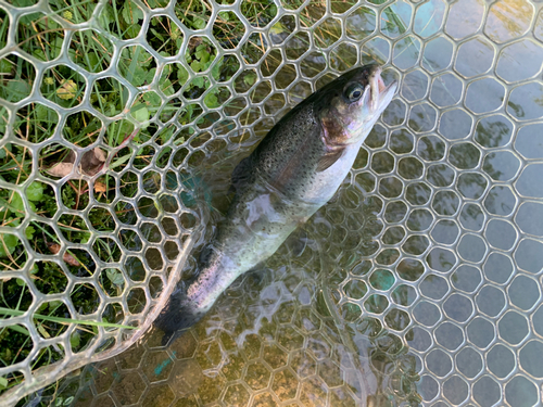 ニジマスの釣果