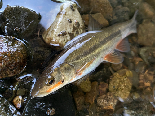 ウグイの釣果