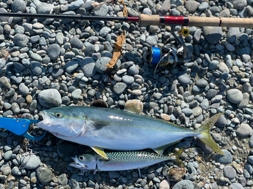 ショッコの釣果