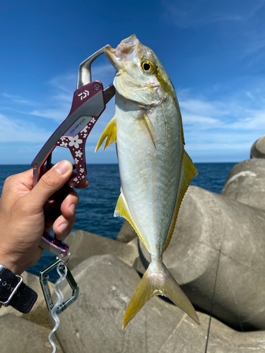 ショゴの釣果