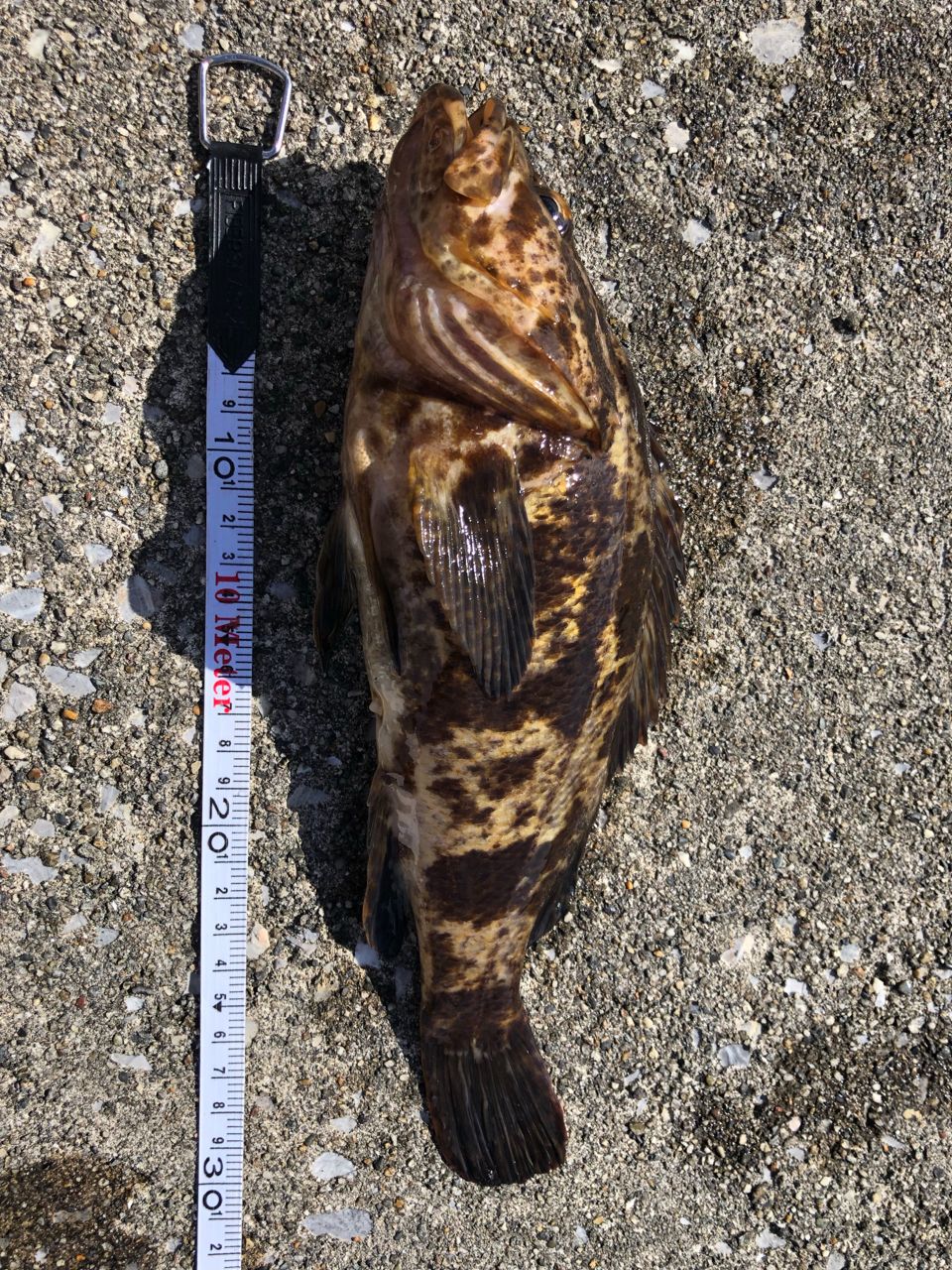 タケノコメバル