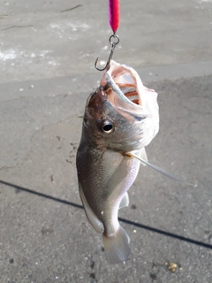 イシモチの釣果