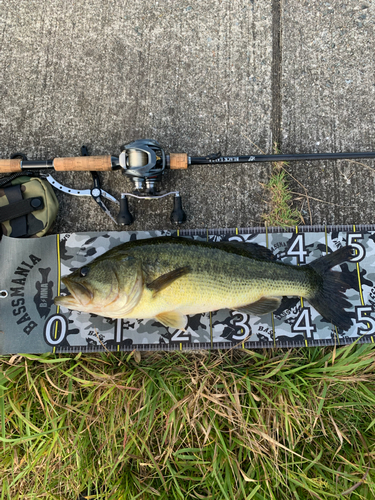 ブラックバスの釣果