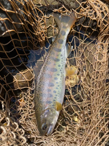 ヤマメの釣果