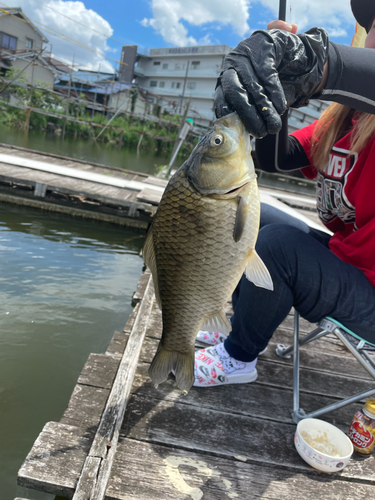 フナの釣果