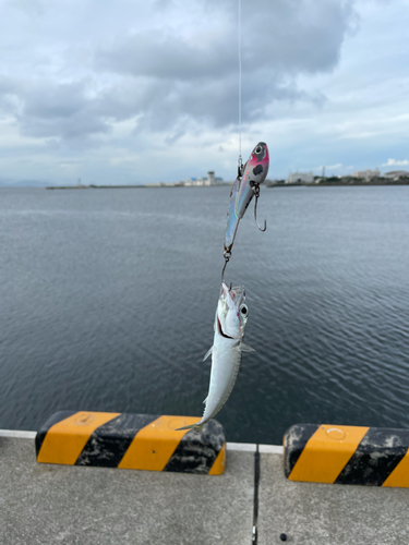 サバの釣果