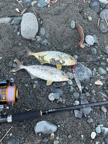 ショゴの釣果