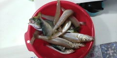 キスの釣果