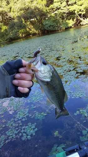 ブラックバスの釣果