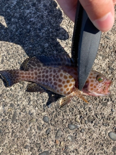 オオモンハタの釣果