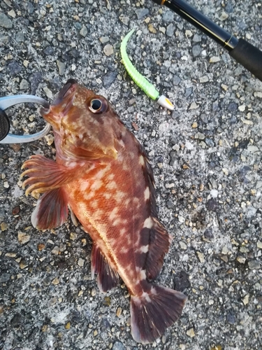 ガシラの釣果