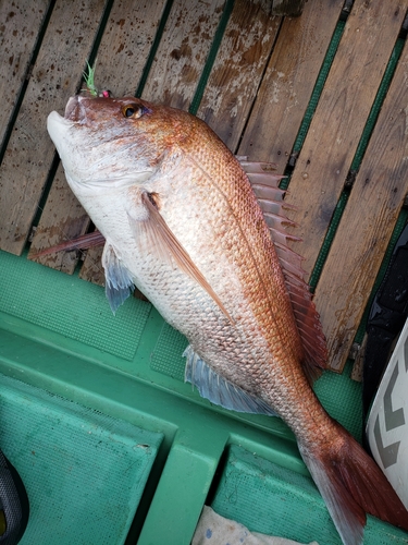 マダイの釣果