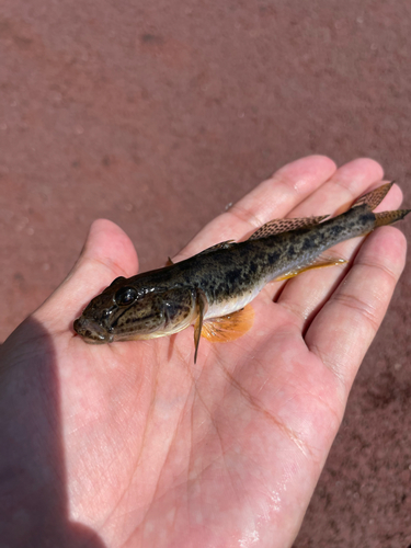 マハゼの釣果