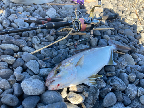 カンパチの釣果