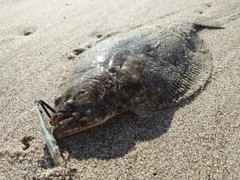 ソゲの釣果