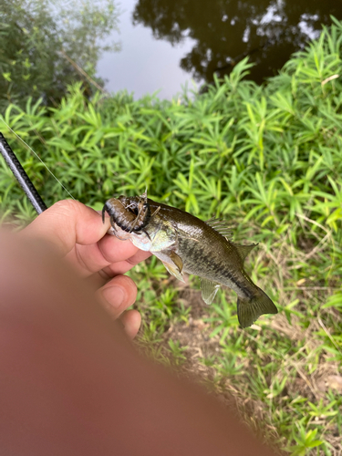 ラージマウスバスの釣果