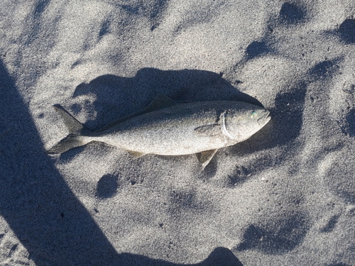 ワカシの釣果