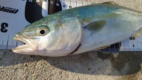 ワカシの釣果