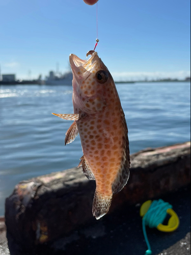 オオモンハタの釣果