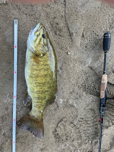 スモールマウスバスの釣果