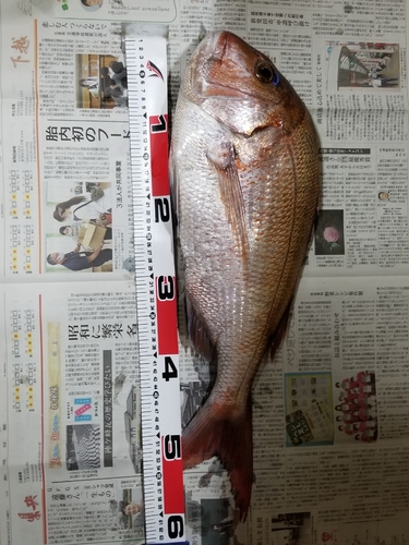 マダイの釣果