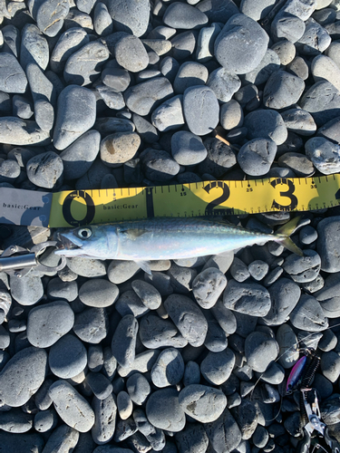 サバの釣果