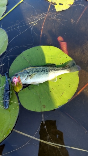 ラージマウスバスの釣果