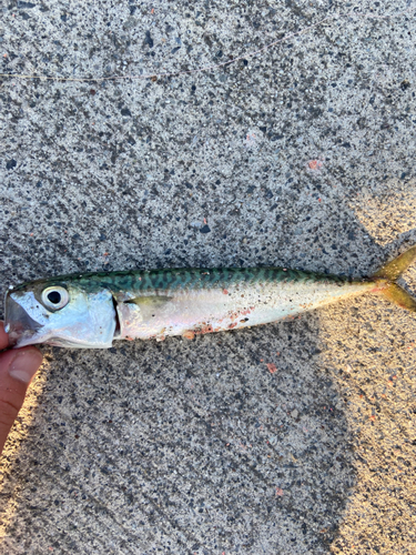 サバの釣果