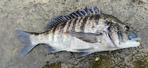 チヌの釣果