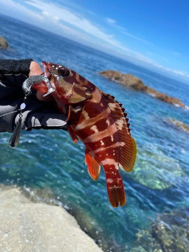 アカハタの釣果