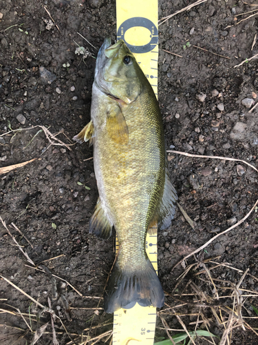 スモールマウスバスの釣果