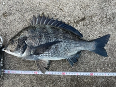 クロダイの釣果