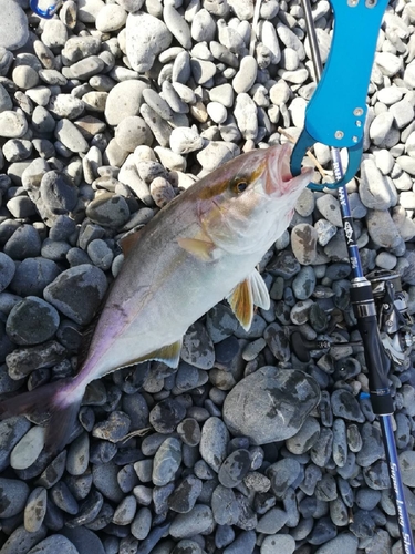 ショゴの釣果