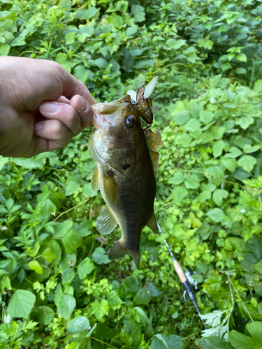 ブラックバスの釣果