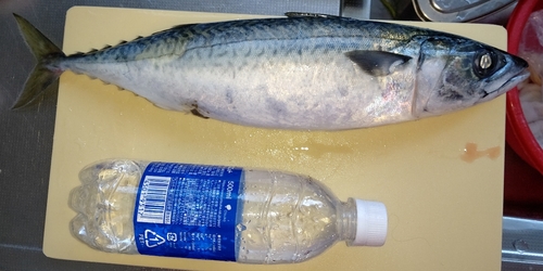 マサバの釣果