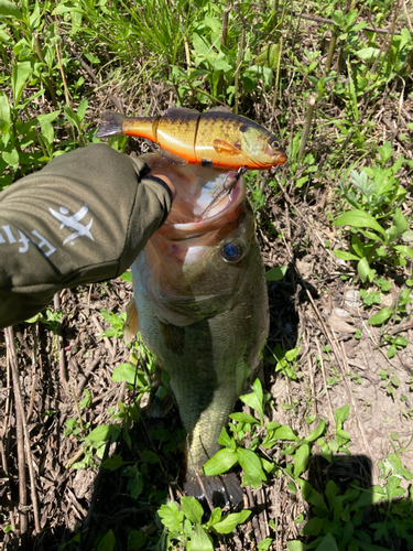 ブラックバスの釣果