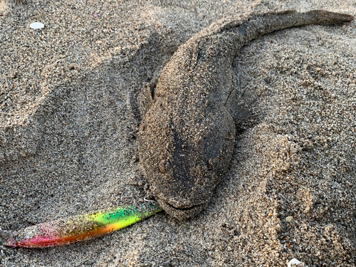 マゴチの釣果