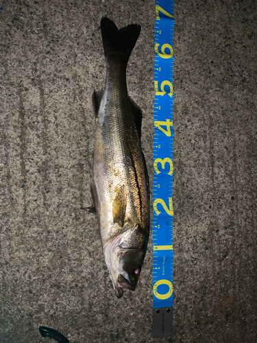 シーバスの釣果