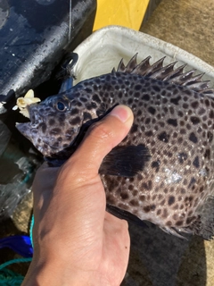 イシガキダイの釣果