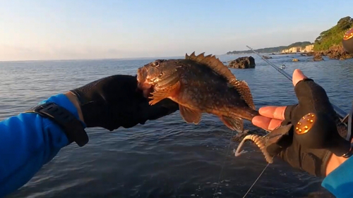 カサゴの釣果